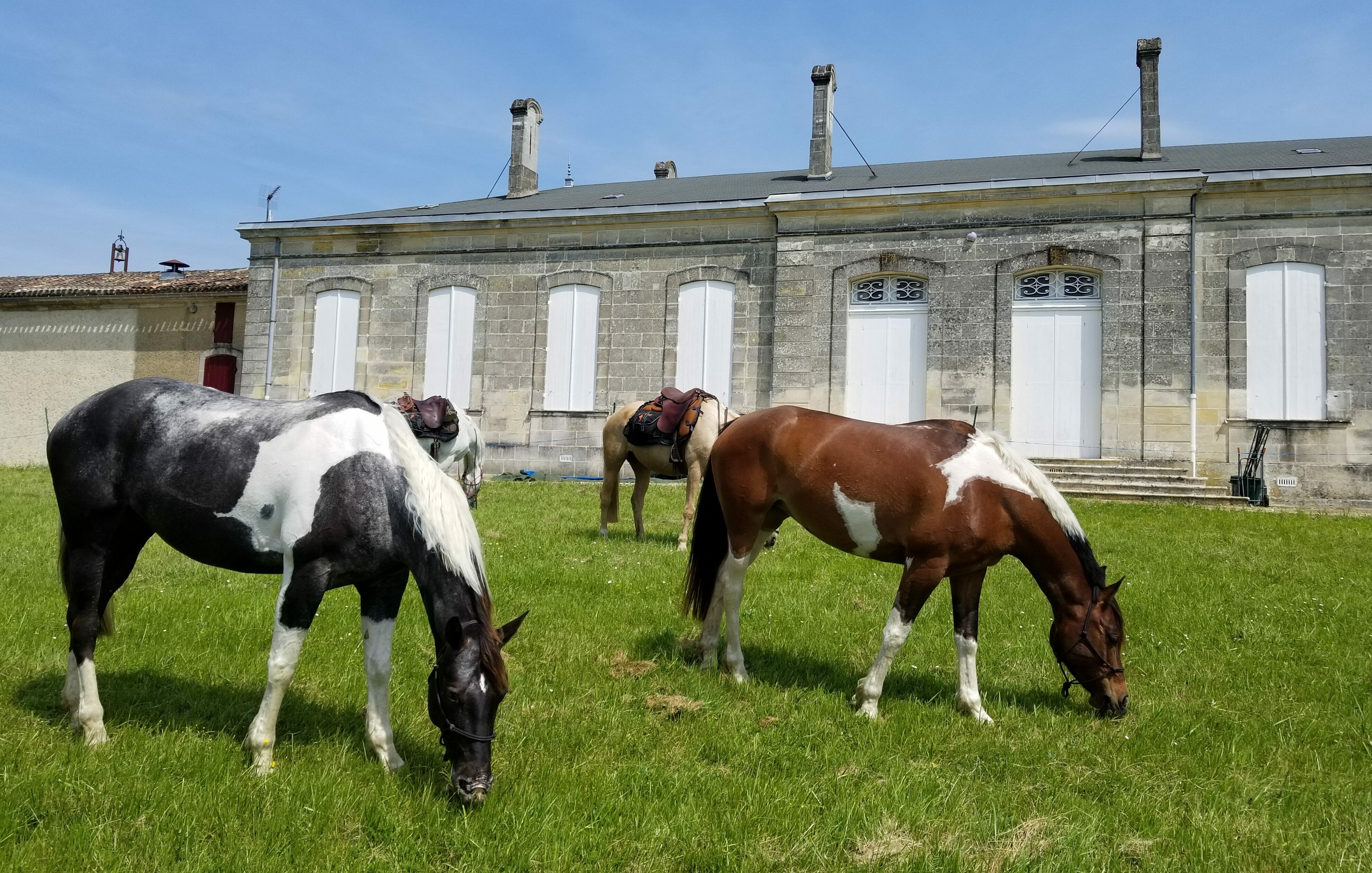 bordeaux horses