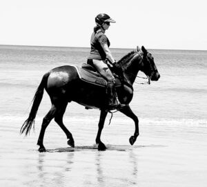 horse on beach