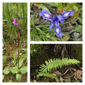 flowers of Marin