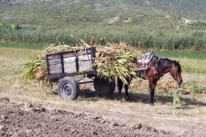 horse cart