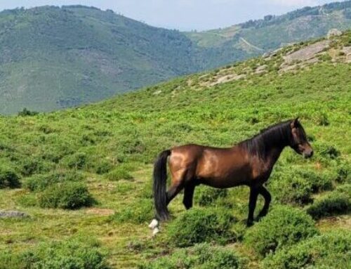 Wild wild Portugal