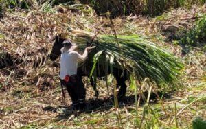 Loading sugar cane onto a mule