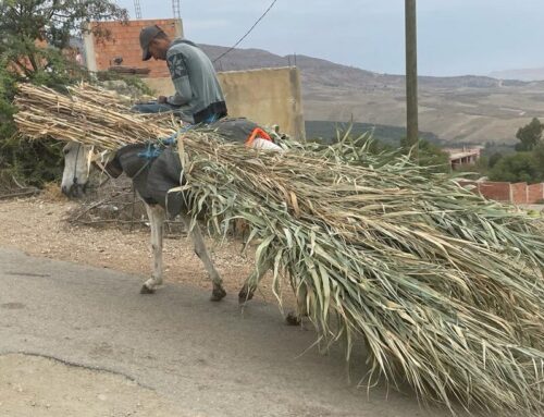 Careening around Morocco on Arabians